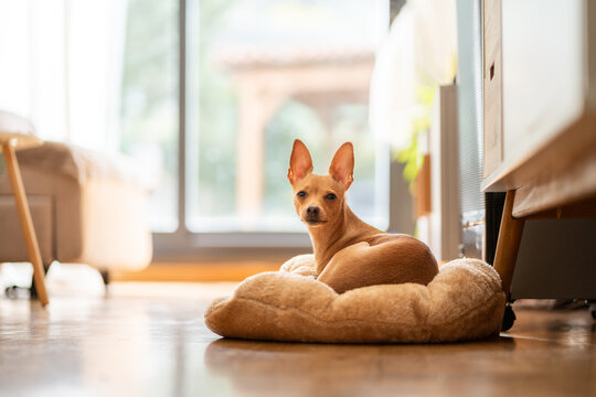 Dog on a pet bed.