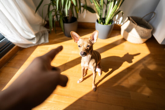 Owner scolding dog.