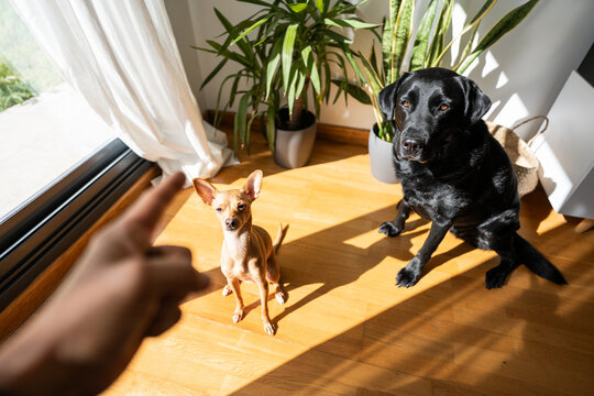 Owner scolding and punish dogs.