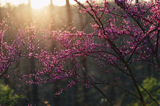 redbud trees at sunset