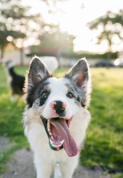 Happy border collie dog in sunlit park