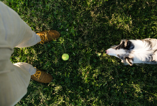 Playtime with pet dog in the park - Powered by Adobe