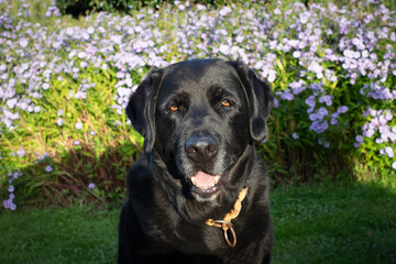 BLACK DOG - LABRADOR