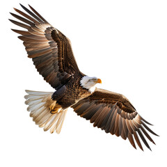 Obraz premium American bald eagle flying, isolated on transparent background, cut out