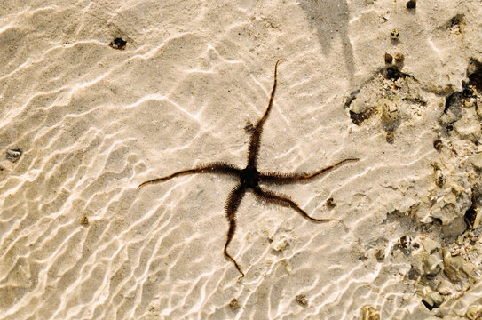 starfish crawling through shallow water