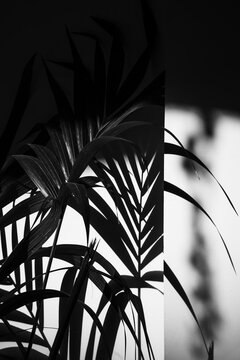 Areca Plant
