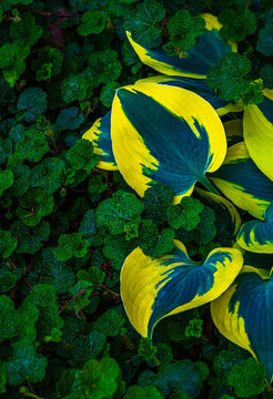 Hosta and Creeping Charlie in the shade garden