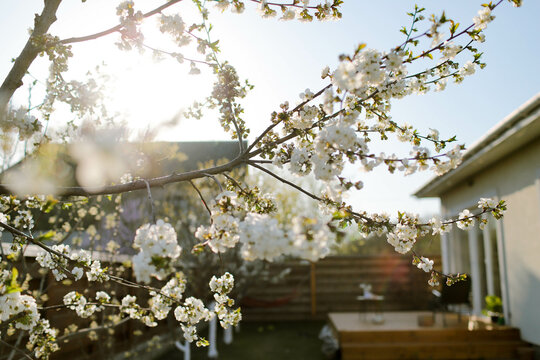blooming cherry tree