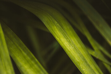 Fototapeta premium Dark green lush grass, long leaf abstract natural background. Wood, forest plants. Wild nature. Ecology and nature concept. Grassland meadow, field.
