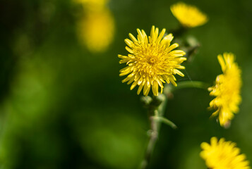 yellow dandelion in the garden