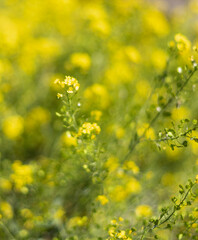 Obraz premium yellow flowers in the field