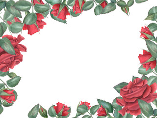 Vibrant red roses. Scarlet flowers with green leaves. Intertwining rose stems with bud. Blooming summer plant. Horizontal frame with empty space. Watercolor illustration. Memorial day, birthday design
