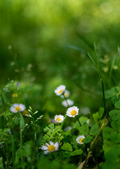 daisies in a field