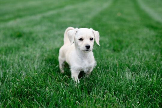 Small white puppy