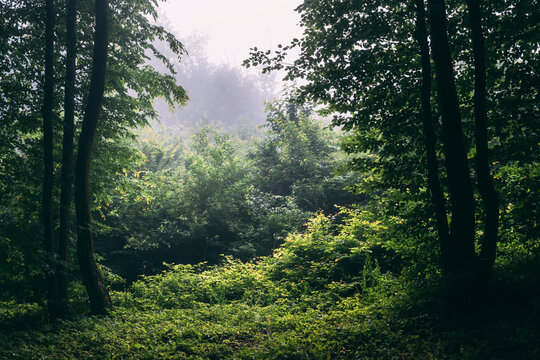 Clearing in the woods
