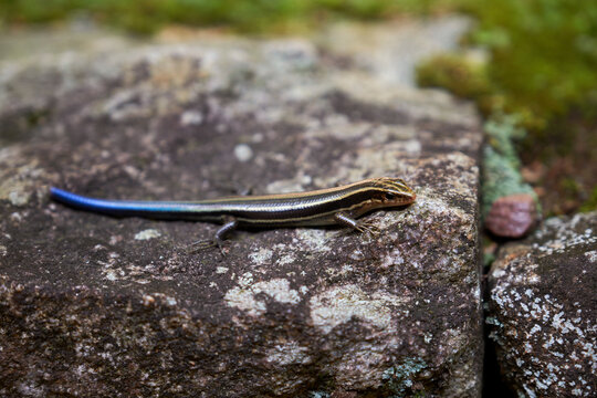 Closeup of small four-legged snake in ancient forest