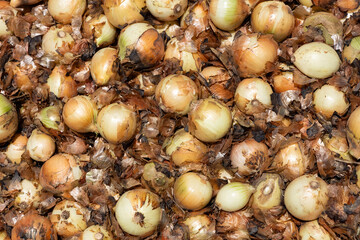 Allium cepa - Bulb onion harvest in the agricultural fields of Boyaca, Colombia