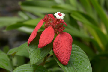 ヒゴロモコンロンカ