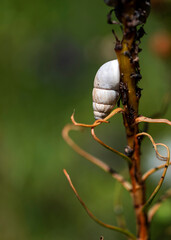 snail on a leaf