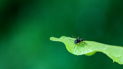 ant on leaf