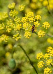 bee on yellow flower