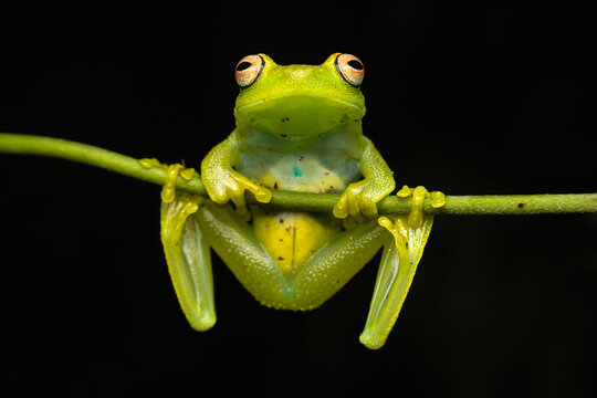 Frog Exotic Wildlife