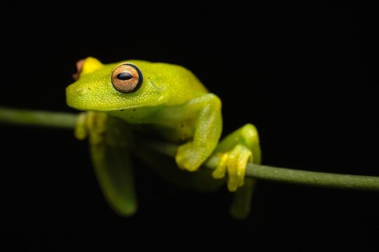 Frog Exotic Wildlife