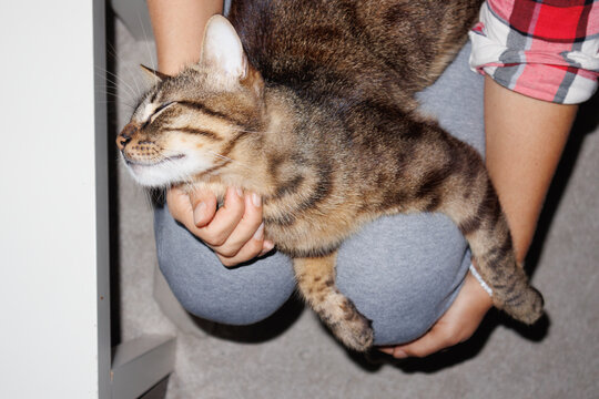 cat lies on the lap of a young woman