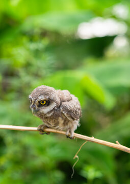 Spotted Owlet Perched On A Tree Branch  