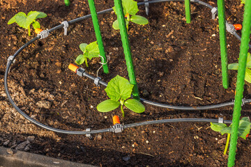 Close-up view of cucumber seedlings growing in a greenhouse equipped with an automated watering...