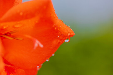 Macro view of a raindrop on a red gladiolus petal.