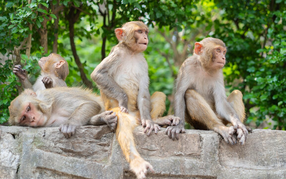Monkeys living at Swayambhunath Temple  