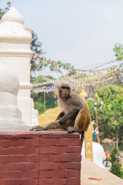 Monkey In Swayambhunath Temple, Kathmandu  