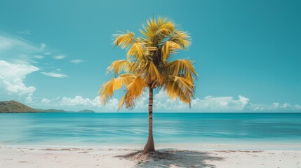 Palm Tree on Beach With Blue Water