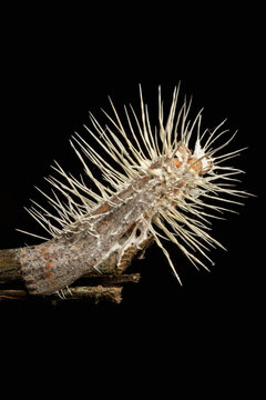 Cordyceps Fungus