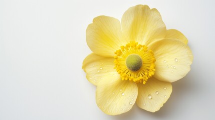 Obraz premium AI generated illustration of a yellow Anemone flower on a white background