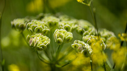 close up of a flower
