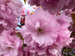 Pink flowers with lush green foliage on stems