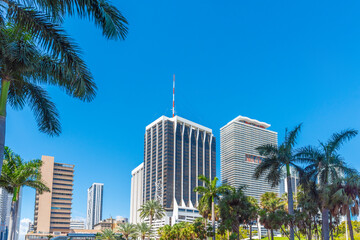 Skyscrapers and palm trees in downtown Miami