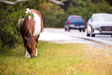 A wild pony grazing by the road at Assateague Island, Maryland