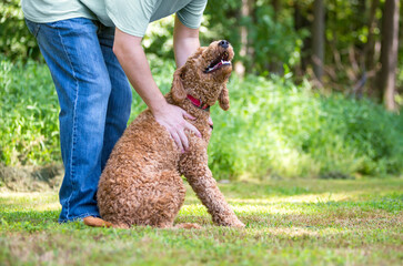 Person petting a Golden Retriever x Poodle mixed breed dog, or 