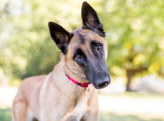 A purebred Belgian Malinois dog with a head tilt