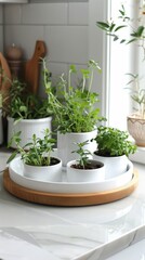 White Plate With Plants on Counter