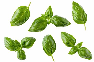 Fresh Basil. Green Herb Sprig Isolated Cutout, Perfect Ingredient for Culinary Delights