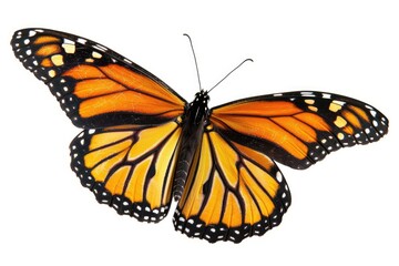 Fototapeta premium Flying Butterfly in Majestic Monarch Colors - White and Yellow Isolated View