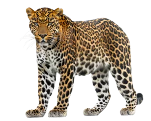  Portrait of a leopard isolated on white background, cut out © sofoklis