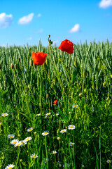poppy, poppy fields, field, landscape, nature, greenery, blue sky, clouds, spring,, field, grass, sky, nature, summer, green, flower, spring, agriculture, countryside, cloud, blue, poppy, mountain, be