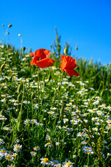poppy, poppy fields, field, landscape, nature, greenery, blue sky, clouds, spring,, field, grass, sky, nature, summer, green, flower, spring, agriculture, countryside, cloud, blue, poppy, mountain, be