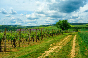 Obraz premium poppy, poppy fields, field, landscape, nature, greenery, blue sky, clouds, spring,, field, grass, sky, nature, summer, green, flower, spring, agriculture, countryside, cloud, blue, poppy, mountain, be