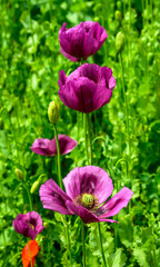 Obraz premium poppy, poppy fields, field, landscape, nature, greenery, blue sky, clouds, spring,, field, grass, sky, nature, summer, green, flower, spring, agriculture, countryside, cloud, blue, poppy, mountain, be